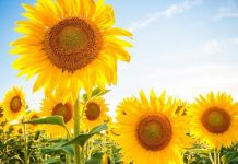 EUGSTERS FARM SUNFLOWER DAYS 2026
