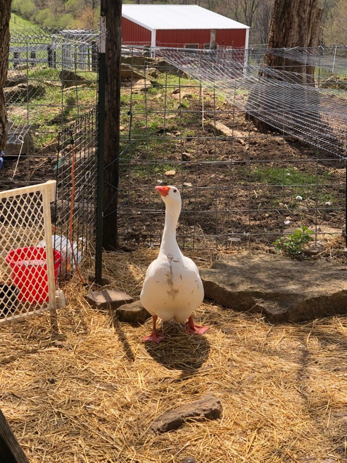 Go, See, Explore: Heartland Farm Sanctuary