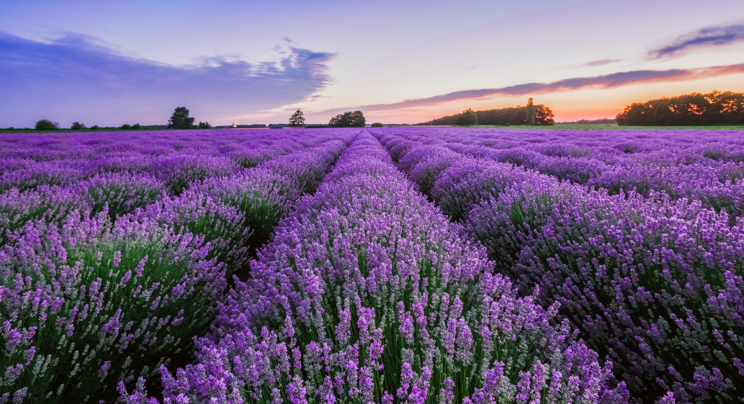 Lavender Farms to Visit this Summer | Wisconsin