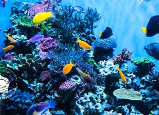 DAY TRIP: AQUARIUMS YOU CAN DRIVE TO FROM MADISON, WI