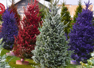 EAST WIND CHRISTMAS TREE FARM: A MAGICAL HOLIDAY DESTINATION NEAR MADISON